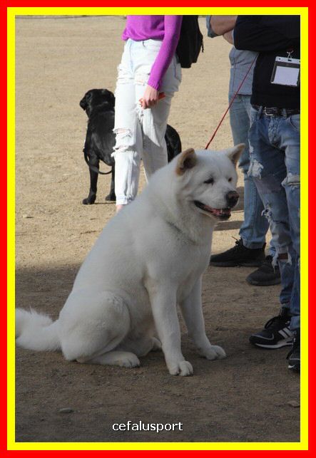 180311 mostra_canina 137.jpg